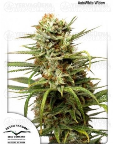 Auto White Widos Dutch Passion autofloreciente