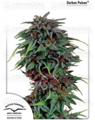 Durban Poison Dutch Passion regular