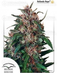 Hollands Hope Dutch Passion regular