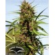 Purple #1 Dutch Passion regular