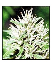 Caribe Cannabiogen regular