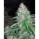 White Dwarf Buddha Seeds autofloreciente