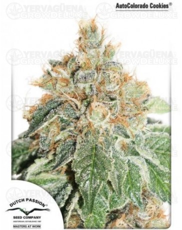 Auto Colorado Cookies Dutch Passion autofloreciente