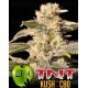 TNT Kush CBD Eva Seeds