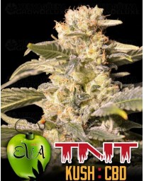 TNT Kush CBD Eva Seeds