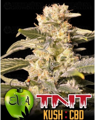 TNT Kush CBD Eva Seeds