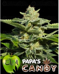 Papa's Candy Eva Seeds