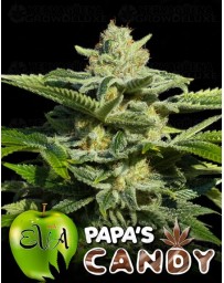 Papa's Candy Eva Seeds