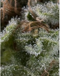 Auto Lennon Pyramid autofloreciente