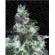 Original White Widow (IBL) Paradise Seeds