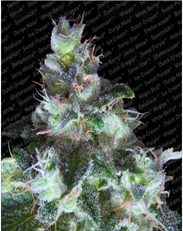 Original White Widow (IBL) Paradise Seeds