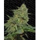 Original Cheese (IBL) Paradise Seeds