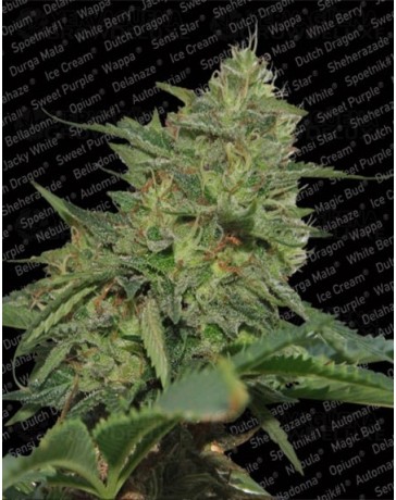 Original Cheese (IBL) Paradise Seeds