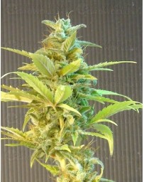 La Blanca Max Kannabia autofloreciente