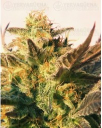 Speedy Gonzales Kannabia autofloreciente