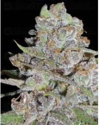 La Diva Delicious autofloreciente