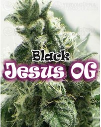 Black Jesus OG Dr. Underground