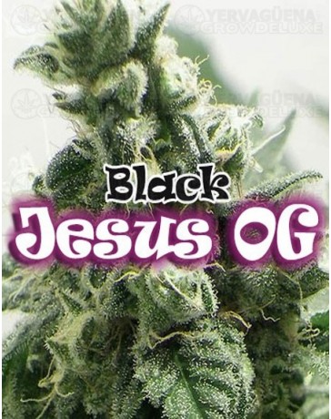 Black Jesus OG Dr. Underground