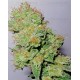 Y Griega CBD Medical Seeds