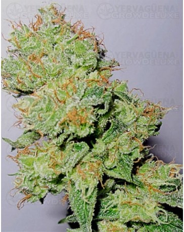 Y Griega CBD Medical Seeds