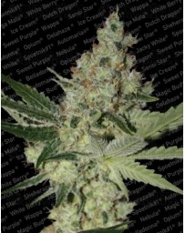 Acid Paradise Seeds