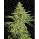 Allkush Paradise Seeds