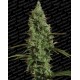 Atomical Haze Paradise Seeds