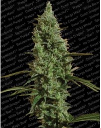 Atomical Haze Paradise Seeds