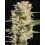 Belladona Paradise Seeds