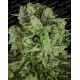 Durga Mata II CBD Paradise Seeds