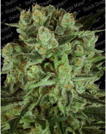 Durga Mata II CBD Paradise Seeds