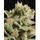 Dutch Dragon Paradise Seeds