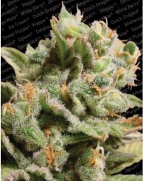 Dutch Dragon Paradise Seeds