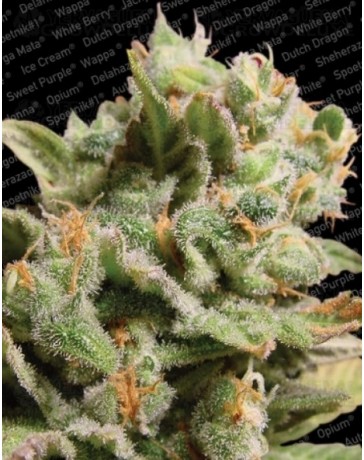 Dutch Dragon Paradise Seeds