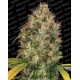 Dutch Kush Paradise Seeds