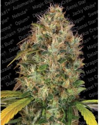 Dutch Kush Paradise Seeds