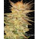 Indica champions Paradise Seeds