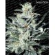 Indica champions Paradise Seeds