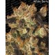 Indica champions Paradise Seeds