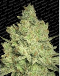 Jacky White Paradise Seeds