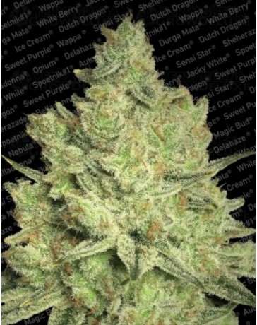 Jacky White Paradise Seeds