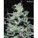 Sativa Champions Paradise Seeds