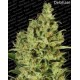 Sativa Champions Paradise Seeds