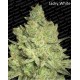 Sativa Champions Paradise Seeds