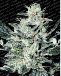 Sensi Star Paradise Seeds