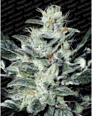 Sensi Star Paradise Seeds