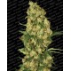 Wappa Paradise Seeds