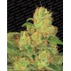 Auto Acid Paradise Seeds autofloreciente