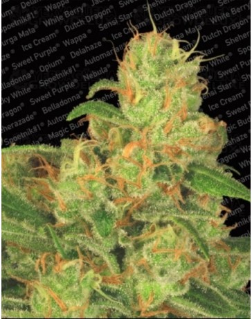 Auto Acid Paradise Seeds autofloreciente