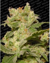 Auto Jack Paradise Seeds autofloreciente